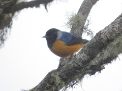 Conirostrum sitticolor