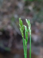 Carex leptalea harperi