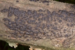 Camaropella microspora