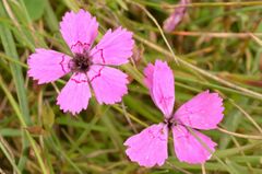 Microbotryum dianthorum