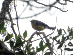 Myioborus ornatus