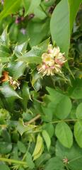 Ilex pernyi