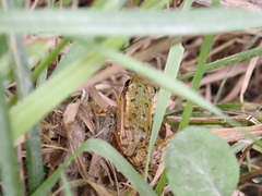 Pelophylax