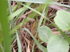Pelophylax