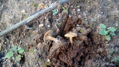 Melanomphalia omphaliopsis