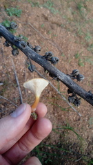 Melanomphalia omphaliopsis