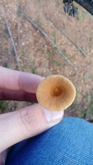 Melanomphalia omphaliopsis