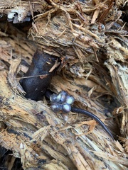 Plethodon cinereus image