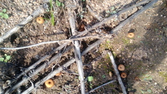 Melanomphalia omphaliopsis