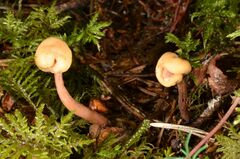 Cudonia circinans
