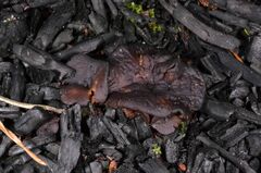 Plicaria trachycarpa