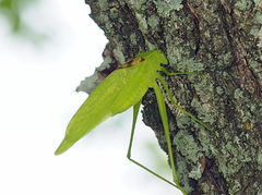 Amblycorypha oblongifolia