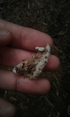 Schizophyllum commune