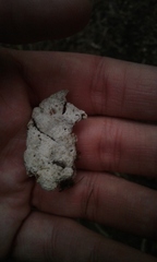 Schizophyllum commune