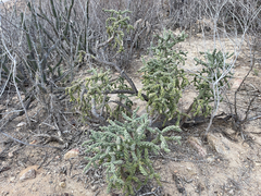 Cylindropuntia cholla