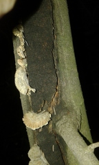 Schizophyllum commune