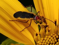 Dysdercus obscuratus