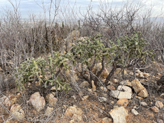 Cylindropuntia cholla