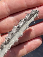 Peniocereus johnstonii