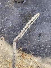 Peniocereus johnstonii