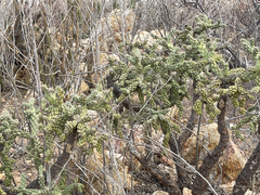 Cylindropuntia cholla