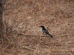 Laniarius major mossambicus