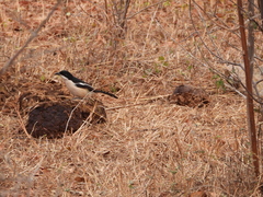 Laniarius major mossambicus