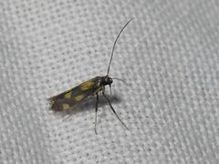 Euspilapteryx auroguttella