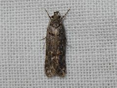 Teleiopsis diffinis