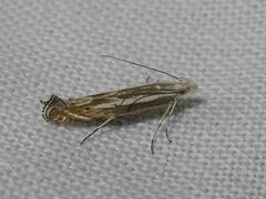 Isophrictis lineatellus