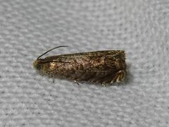 Grapholita janthinana