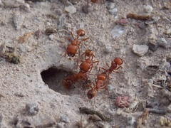 Pogonomyrmex desertorum