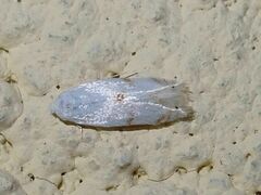 Pseudopostega crepusculella