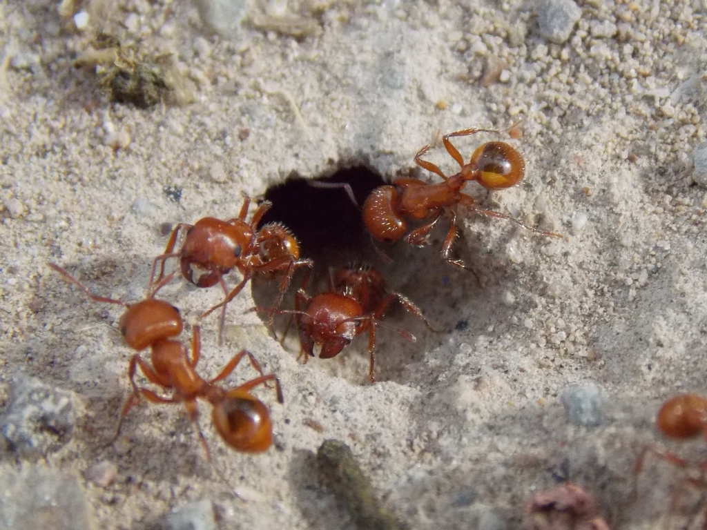 Desert Harvester Ant (Darby Well Wash Species List) · iNaturalist