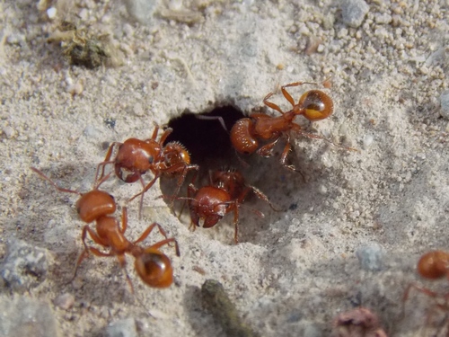 Desert Harvester Ant (darby Well Wash Species List) · Inaturalist