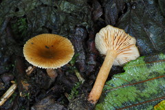 Lactarius occidentalis