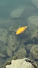Arothron meleagris