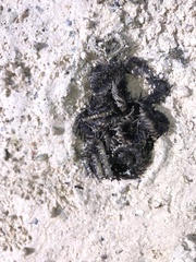 Ophiocoma scolopendrina