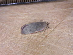 Phaeosaces coarctatella