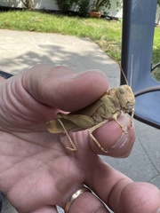 Dissosteira carolina