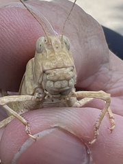 Dissosteira carolina