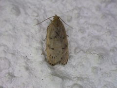 Phaeosaces coarctatella