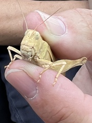 Dissosteira carolina