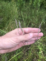 Polygala appendiculata