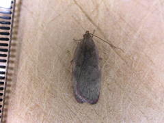 Phaeosaces coarctatella