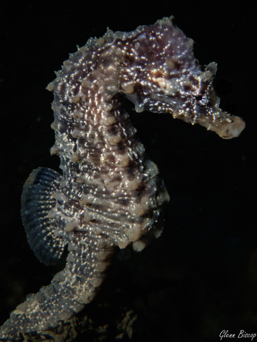 Short-snouted Seahorse, Zeeuwse meren, 158_13_400, NL, photo 6 of 10