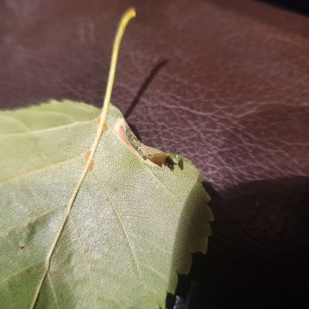 Red Birch Midget