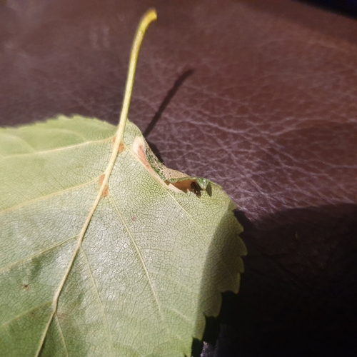Red Birch Midget