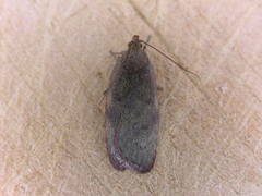 Phaeosaces coarctatella