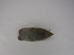 Phaeosaces coarctatella